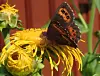 Sommerfugl sitter på en gul blomst med oransje og svarte vinger.
