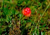 Nærbilde av en liten rød blomst i grønt gress og mose.
