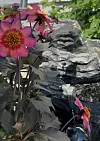 Rosa og lilla blomster foran en dekorativ steinfontene med rennende vann.