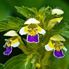 Nærbilde av gule og lilla markblomster med grønne blader mot uskarp grønn bakgrunn.