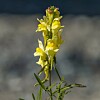 Nærbilde av en gul blomsterstilk mot en uskarp bakgrunn.