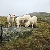 Fire hvite sauer beiter på en stor stein i et grønt fjellområde.