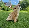 Langhåret katt sitter i gresset med åpen munn i en grønn hage.