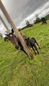 Hester på en grønn eng med en trestolpe i forgrunnen og overskyet himmel.