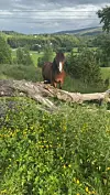 Brun hest står ved en fallen trestamme i et grønt landskap med skog og dal bak.