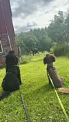To hunder med bånd sitter på gresset ved en bygning og vender seg mot trær og åpent landskap.