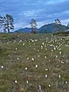 Myr med hvite blomster, noen trær og fjell i bakgrunnen under blågrå himmel.