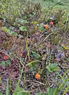 Små røde og oransje blomster i en skogbunn med gress, mose og tørre planter.