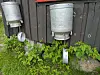 To gamle melkespann festet på en mørk vegg over grønne planter.