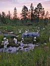 Hvite myrplanter ved en vannpytt i skoglandskap under rosa kveldshimmel.