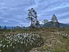 Hvite blomster i en myr med spredte trær og åser under en gråblå himmel.