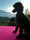Krøllete hund i profil på et bord med rosa duk, med landskap og himmel i bakgrunnen.