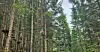 Personer i klatrepark mellom høye trær med tau og sikkerhetsutstyr.
