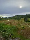 Myrlandskap med skogholt og lav sol bak tette skyer.