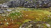 Grønn og brun fjelleng med spredte snøflekker og nakne steiner.