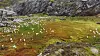 Grønn og brun fjelleng med spredte snøflekker og nakne steiner.