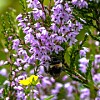 Humlebie på lilla lyngblomster med grønne blader i bakgrunnen.