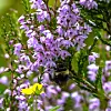 Humlebie på lilla lyngblomster med grønne blader i bakgrunnen.