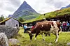 En ku beiter på en gresskledd mark foran trehus og et bratt fjell.