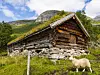 En sau foran en gammel tømmerhytte i et grønt fjellområde med steinmur og fjell i bakgrunnen.