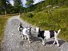 Tre geiter står på en grusvei ved en grønn åsside under klar himmel.
