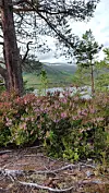 Lyng, furutrær og utsikt mot grønne åser og et vann i et rolig landskap.