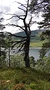 Et bladløst tre i forgrunnen med innsjø, grønne åser og overskyet himmel bak.
