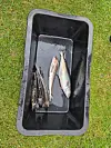 Fisk ligger i en svart plastbalje på gresset.