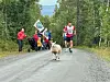En sau løper foran flere løpere på en grusvei i skogen.