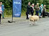 En sau løper over målstreken på en grusvei foran flere personer ved et blått banner.