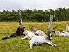 Flere geiter hviler på en grønn beitemark ved trestolper, med skog i bakgrunnen.