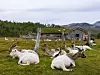 Geiter ligger og beiter på en eng foran en gammel fjøsbygning med fjell i bakgrunnen.