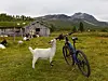 Geit står ved to sykler på en grasmark med en gammel bygning og fjell i bakgrunnen.