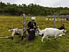 To geiter på grønt beite med en person sittende ved et gjerde i bakgrunnen.