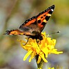Oransje og svart sommerfugl på en gul blomst.