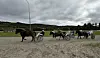Hester og kusker på en grusbane i overskyet vær.