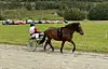 Kusk i sulky bak en brun ponni på en grønn travbane.
