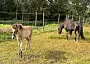 Tre hester på en inngjerdet gressmark, med skog og gjerder i bakgrunnen.