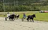 Tre ponnier med kusker beveger seg side om side på en grusbane.