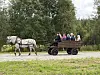 Hest trekker en vogn med passasjerer langs en grusvei i grønne omgivelser.