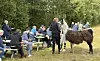 Mennesker samles utendørs rundt en langhåret lama ved benker og bord.