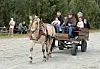 Hest trekker en vogn med passasjerer på en grusbane i et skogkledd område.