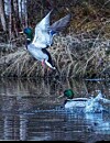 To stokkender ved en skogkledd vannkant, én i flukt og én som spruter i vannet.