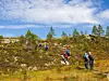 Tre turgåere går på en sti i et åpent, lyngkledd fjellandskap.