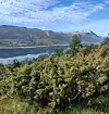 Frodig busklandskap foran en innsjø, åser og fjell under en blå, skyet himmel.