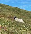 Hvit sau beiter i et grønt og blomstrende fjellandskap under blå himmel.