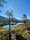 Fjellvann med furutrær, myr og fjell under en klar blå himmel.