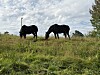 To svarte hester står i høyt gress under en overskyet himmel.