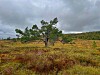 Vindformet furu i et fargerikt fjellandskap under mørke skyer.