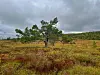 Vindformet furu i et fargerikt fjellandskap under mørke skyer.